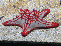 Red Knob Sea Star at the Upper Floor of the Aquarium at the Royal Artis Zoo