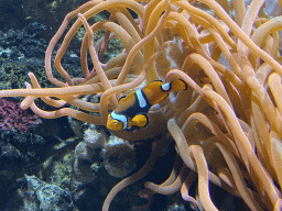 Clownfish and sea anemones at the Upper Floor of the Aquarium at the Royal Artis Zoo