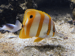 Copperband Butterflyfish and other fish at the Upper Floor of the Aquarium at the Royal Artis Zoo