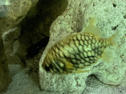 Fish at the Upper Floor of the Aquarium at the Royal Artis Zoo