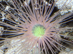 Sea anemone at the Upper Floor of the Aquarium at the Royal Artis Zoo