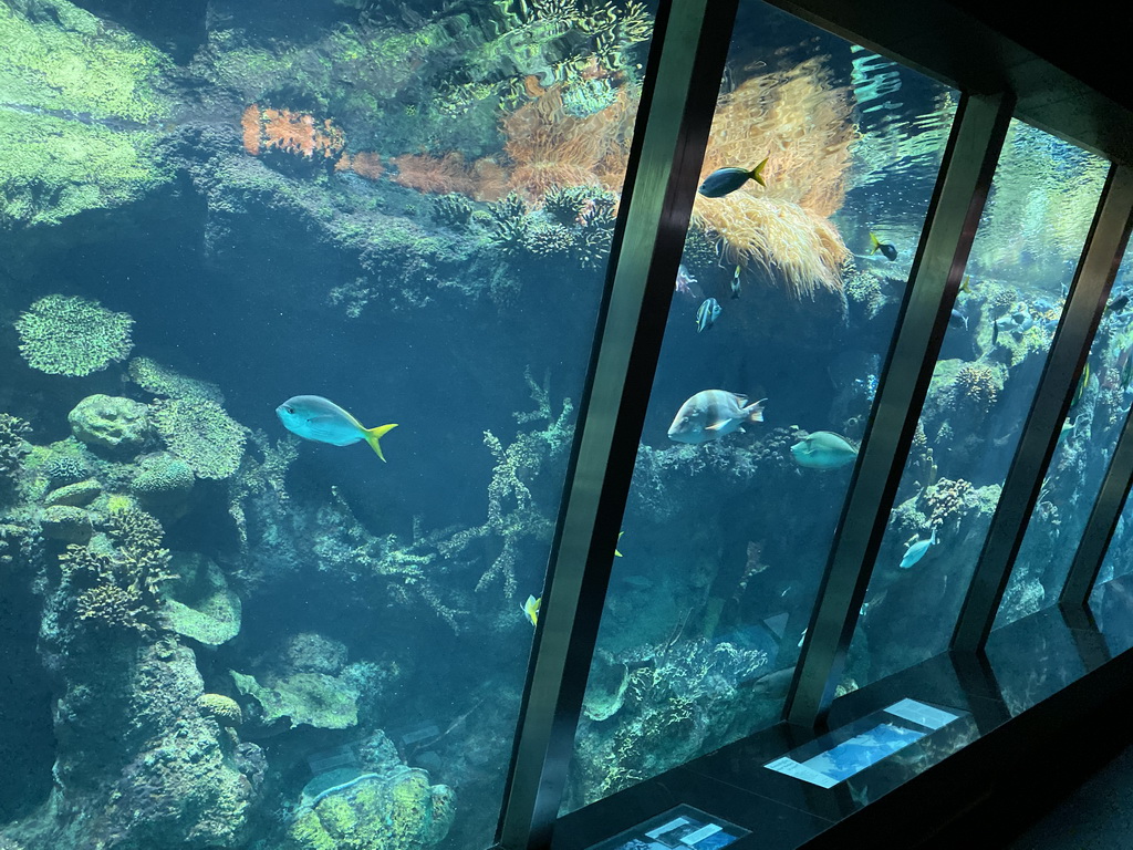 Coral Reef with fish at the Upper Floor of the Aquarium at the Royal Artis Zoo