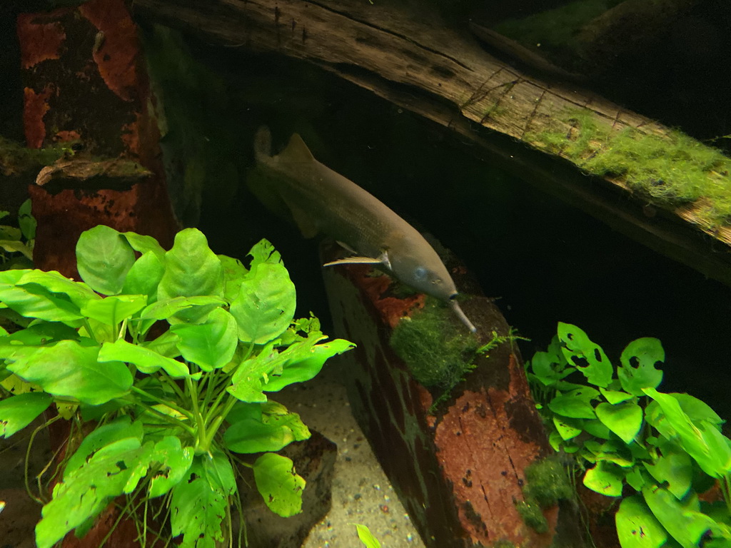 Elephant Fish at the Upper Floor of the Aquarium at the Royal Artis Zoo