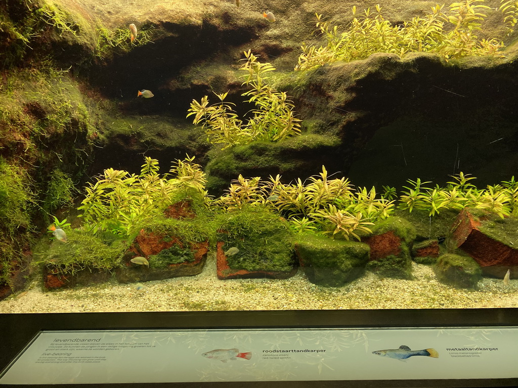 Red-tailed Splitfins and Blackbellied Limia at the Upper Floor of the Aquarium at the Royal Artis Zoo, with explanation