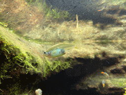 Red-tailed Splitfins at the Upper Floor of the Aquarium at the Royal Artis Zoo