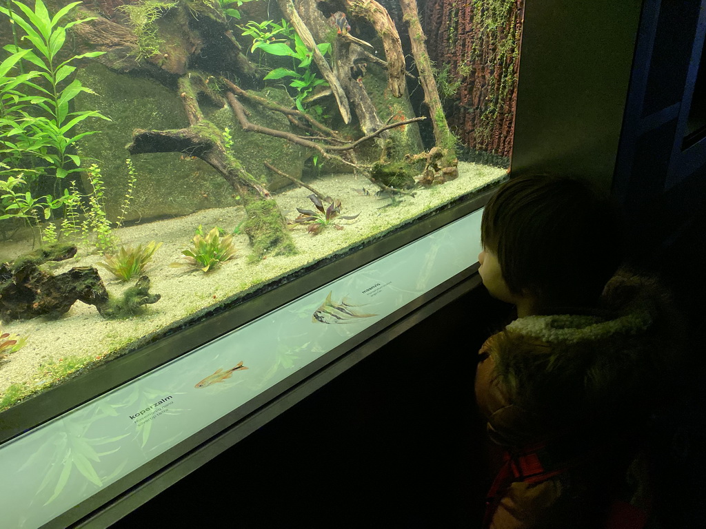 Max with Silvertip Tetras and Angel Fishes at the Upper Floor of the Aquarium at the Royal Artis Zoo, with explanation