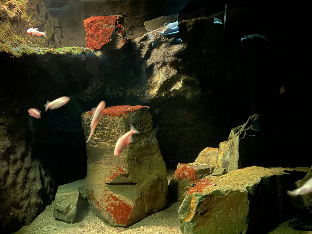 Mexican Blind Cave Fishes at the Upper Floor of the Aquarium at the Royal Artis Zoo