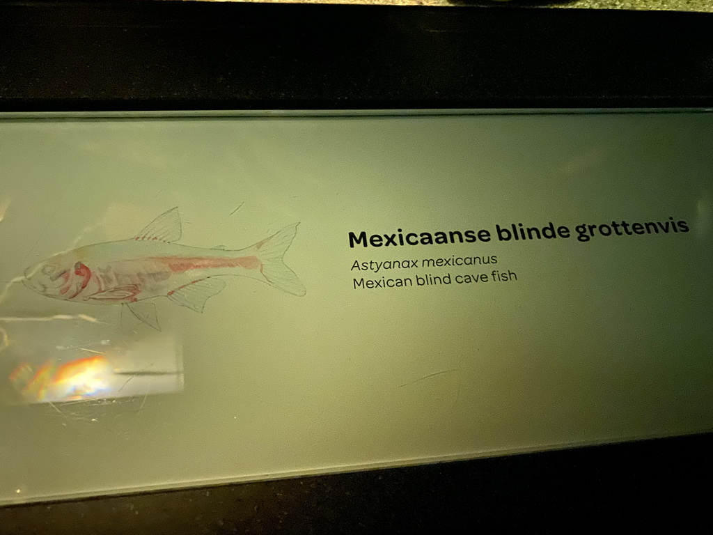 Explanation on the Mexican Blind Cave Fish at the Upper Floor of the Aquarium at the Royal Artis Zoo