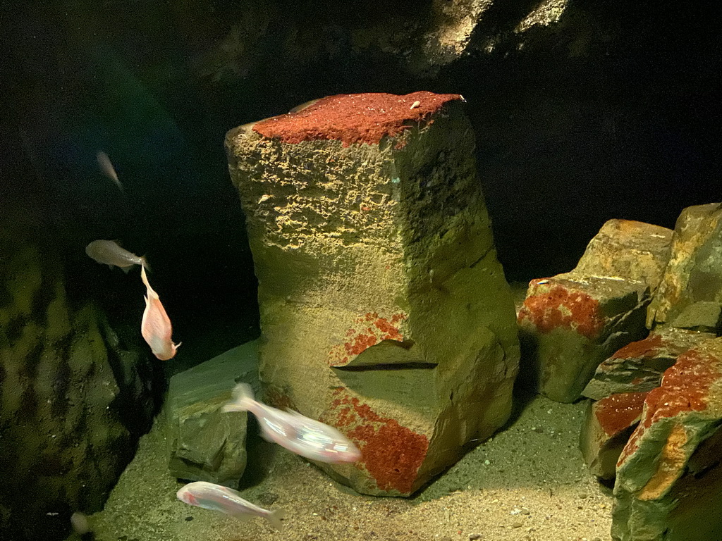 Mexican Blind Cave Fishes at the Upper Floor of the Aquarium at the Royal Artis Zoo