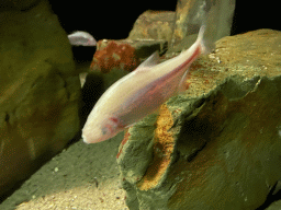 Mexican Blind Cave Fishes at the Upper Floor of the Aquarium at the Royal Artis Zoo