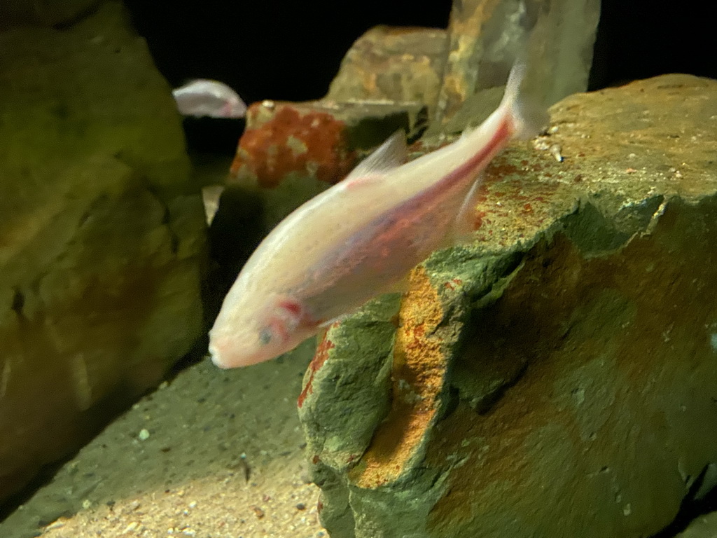 Mexican Blind Cave Fishes at the Upper Floor of the Aquarium at the Royal Artis Zoo