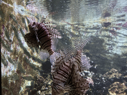 Lionfishes at the Main Hall at the Upper Floor of the Aquarium at the Royal Artis Zoo