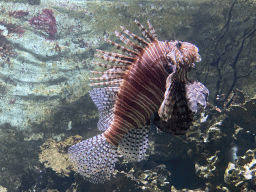 Lionfish at the Main Hall at the Upper Floor of the Aquarium at the Royal Artis Zoo