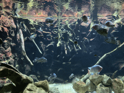 Fishes at the Main Hall at the Upper Floor of the Aquarium at the Royal Artis Zoo