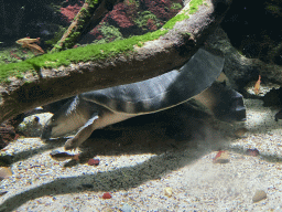 Turtle at the Main Hall at the Upper Floor of the Aquarium at the Royal Artis Zoo