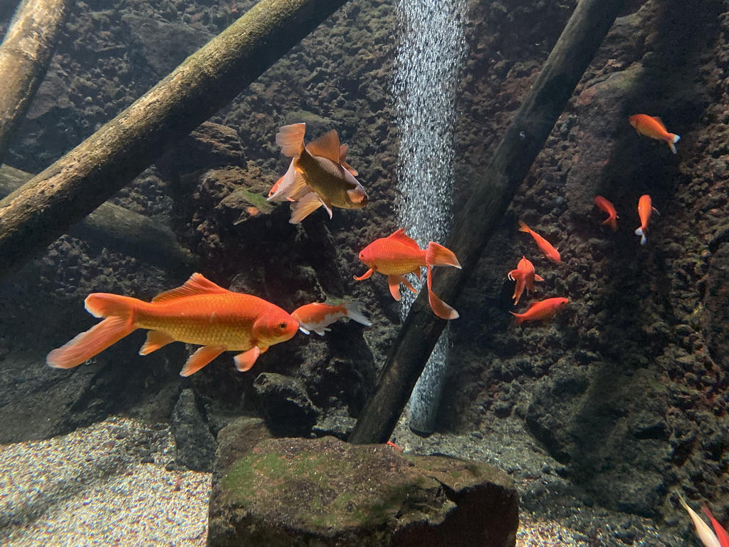 Goldfishes at the Main Hall at the Upper Floor of the Aquarium at the Royal Artis Zoo