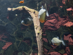 Piranhas at the Main Hall at the Upper Floor of the Aquarium at the Royal Artis Zoo