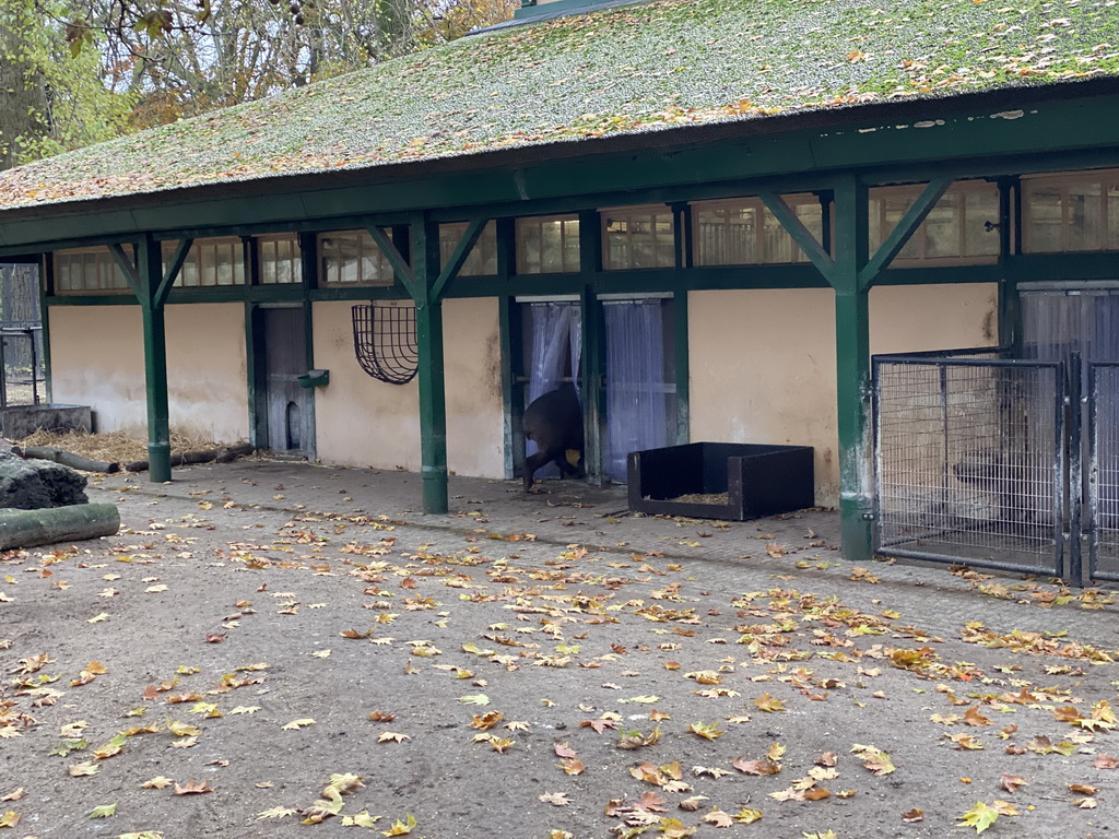 Malayan Tapir at the Royal Artis Zoo