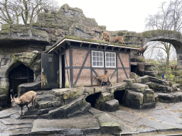 Alpine Ibexes at the Royal Artis Zoo