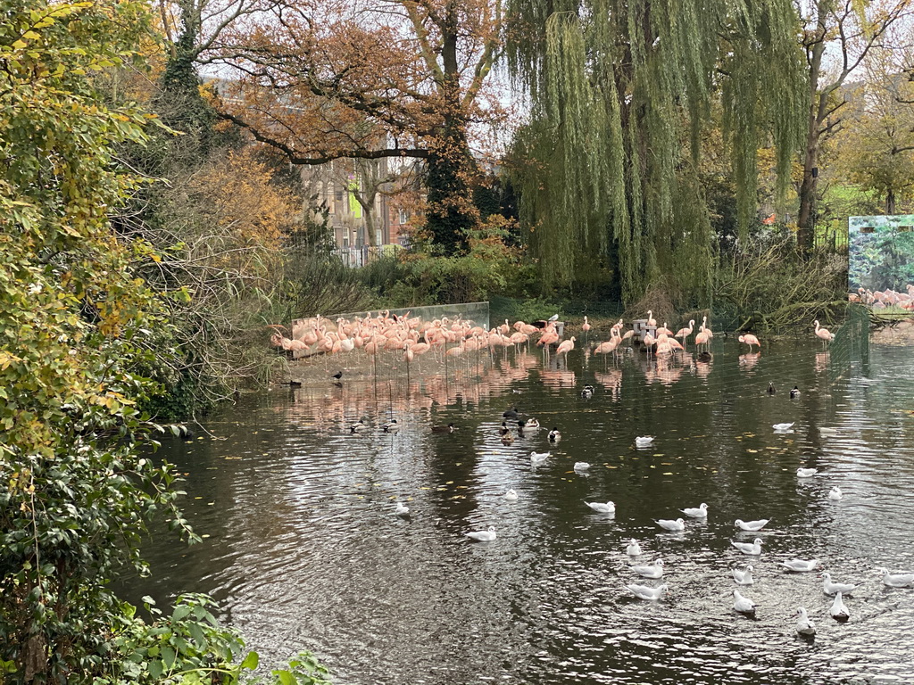 Chilean Flamingos at the Royal Artis Zoo