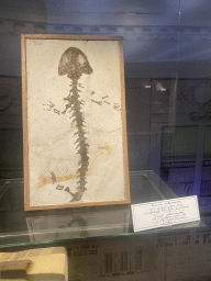 Fossil of a Giant Salamander at the Teylers Museum at the Fenomena exhibition at the First Floor of the NEMO Science Museum, with explanation