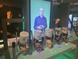 Human ancestor`s skulls at the Who Are My Ancestors game at the Humania Exhibition at the Fourth Floor of the NEMO Science Museum