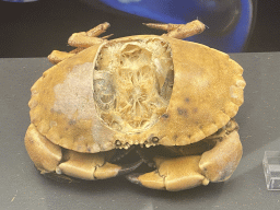 Stuffed Crab at the Humania Exhibition at the Fourth Floor of the NEMO Science Museum