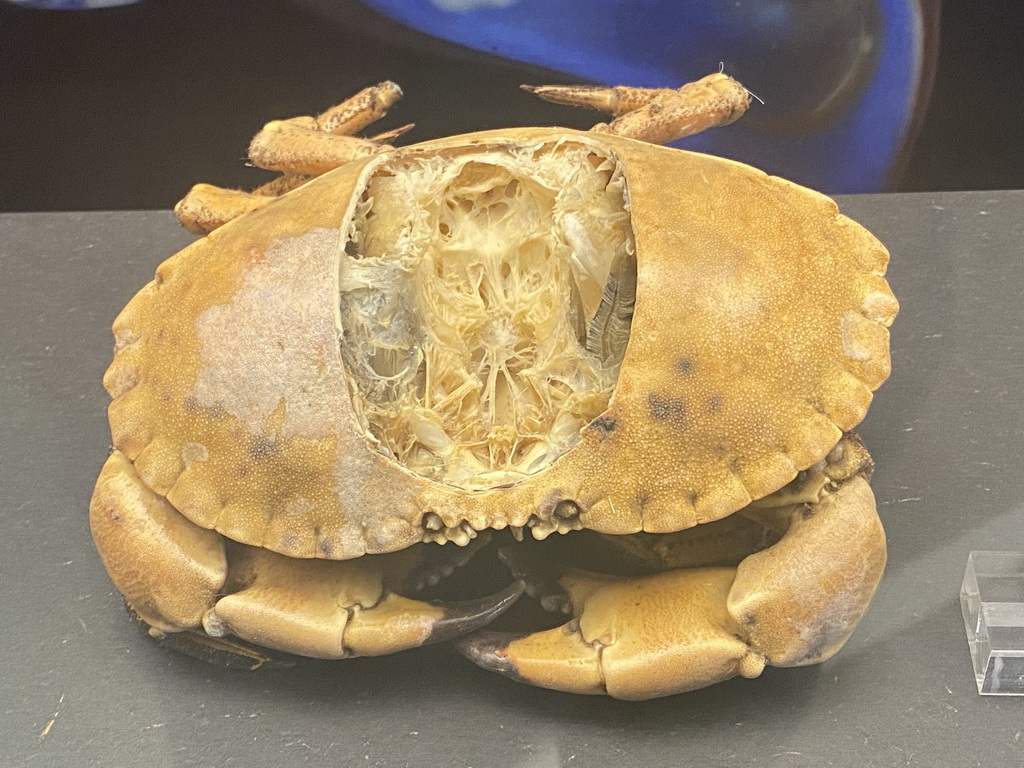 Stuffed Crab at the Humania Exhibition at the Fourth Floor of the NEMO Science Museum