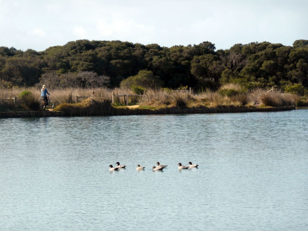 Ducks and ducklings in the Anglesea river and the Lions Park Reserve, viewed from the parking place next to the Great Ocean Road