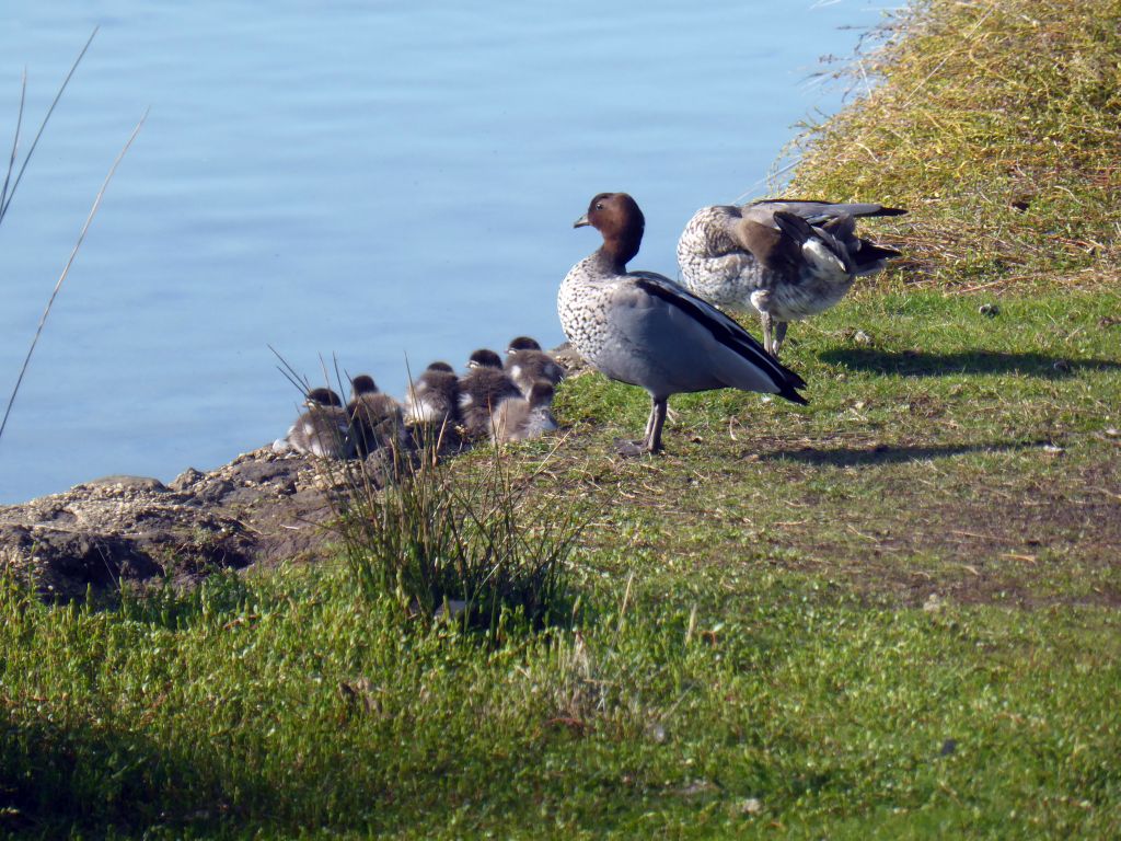 Ducks and ducklings on the banks of the Anglesea river