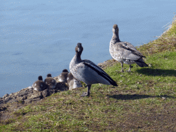 Ducks and ducklings on the banks of the Anglesea river