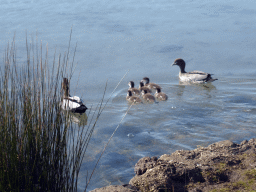 Ducks and ducklings in the Anglesea river
