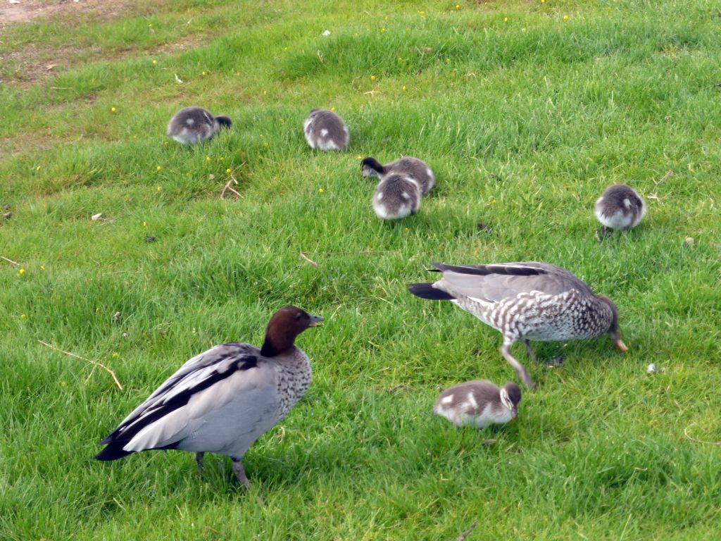 Ducks and ducklings on the banks of the Anglesea river