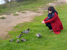 Miaomiao with ducks and ducklings on the banks of the Anglesea river