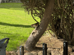 Cat in a tree at the garden of the Rixos Downtown Antalya hotel