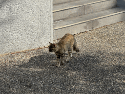 Cat at the garden of the Rixos Downtown Antalya hotel