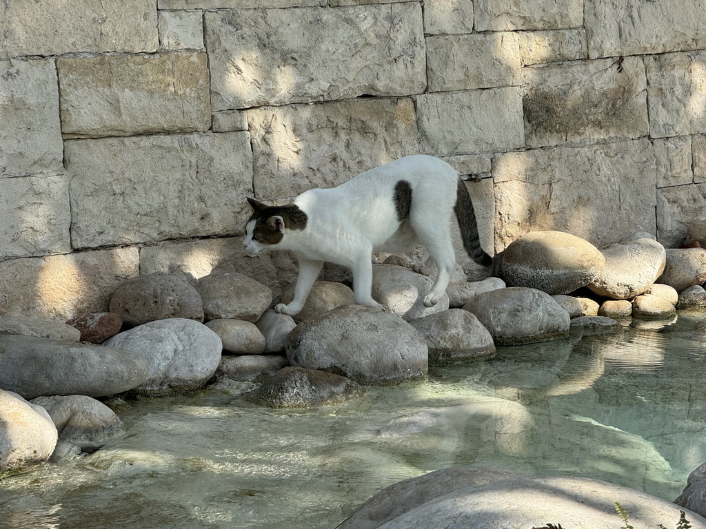 Cat at the garden of the Rixos Downtown Antalya hotel