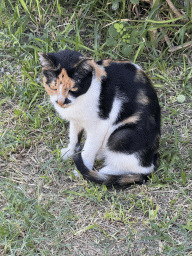 Cat at the Atatürk Kültür Park