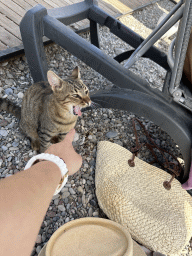 Cat at the Roxy Beach Club at the Beach Park