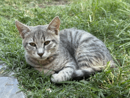 Cat at the Atatürk Kültür Park