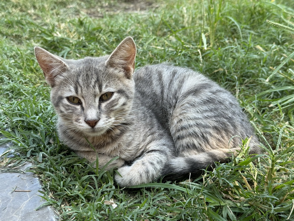 Cat at the Atatürk Kültür Park