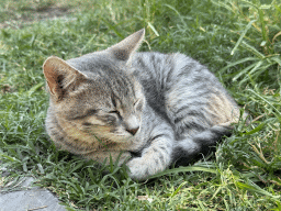 Cat at the Atatürk Kültür Park