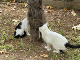 Cats at the Kecili Park