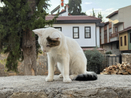 Cat on a wall at the Zeytin Sokak alley