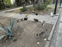 Cats at the Cumhuriyet Caddesi street