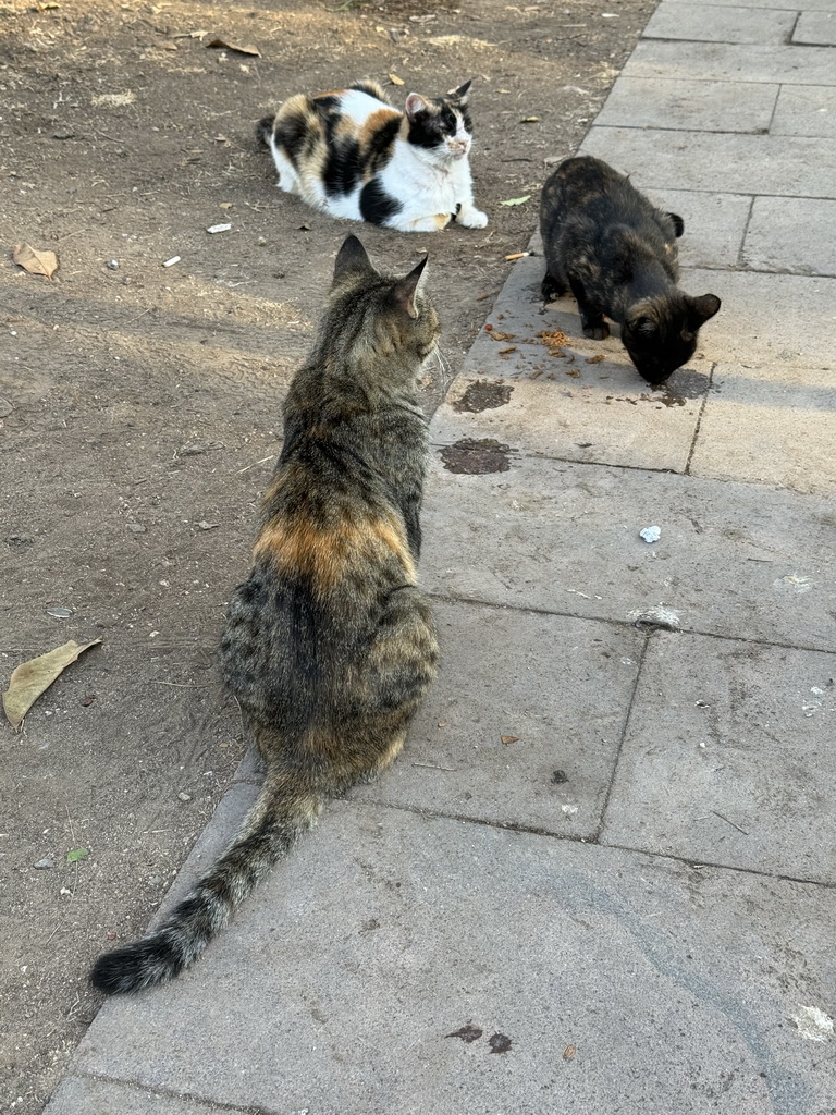 Cats at the Cumhuriyet Caddesi street