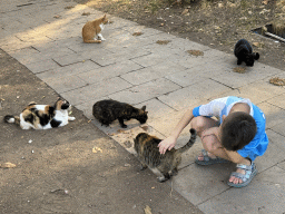 Max with cats at the Cumhuriyet Caddesi street