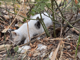 Cat at the Cumhuriyet Caddesi street