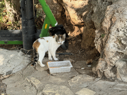 Cat at the Atatürk Kültür Park