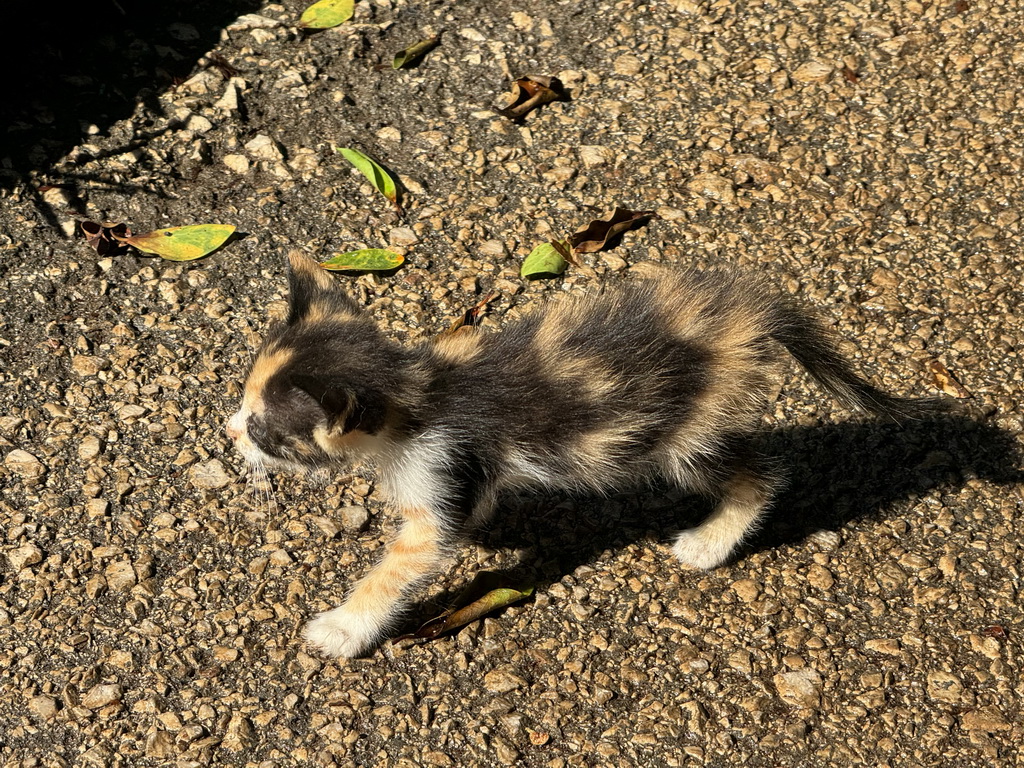 Kitten at the Atatürk Kültür Park